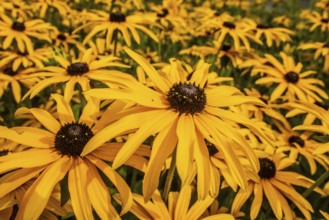 Flowering Rudbeckia or Yellow coneflower (Rudbeckia fulgida) in Ystad, Skåne county, Sweden,