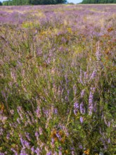 Heath landscape, flowering heather (Calluna vulgaris), heather, Heiliger Hain nature reserve,