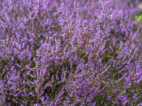 Flowering heather (Calluna vulgaris), heather, Heiliger Hain nature reserve, Wahrenholz, Lüneburg