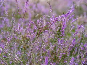 Flowering heather (Calluna vulgaris), heather, Heiliger Hain nature reserve, Wahrenholz, Lüneburg