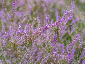 Flowering heather (Calluna vulgaris), heather, Heiliger Hain nature reserve, Wahrenholz, Lüneburg