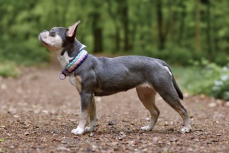 Lilac orange tan French Bulldog dog with long healthy nose, tail and woven colorful paracord collar