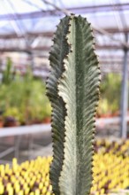 Close up of stem of 'Euphorbia Ingens cv. Marmorata' cactus plant