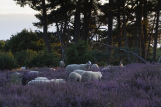 Bentheimer Landschafe (Ovis gmelini) and goats (Capra aegagrus f. hircus), Emsland, Lower Saxony,