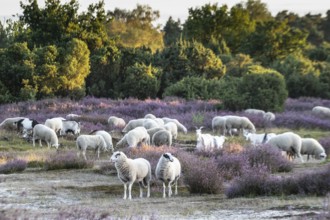 Bentheimer Landschafe (Ovis gmelini) and goats (Capra aegagrus f. hircus), Emsland, Lower Saxony,