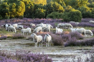 Bentheimer Landschafe (Ovis gmelini) and goats (Capra aegagrus f. hircus), Emsland, Lower Saxony,