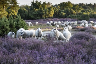 Bentheimer Landschafe (Ovis gmelini), Emsland, Lower Saxony, Germany