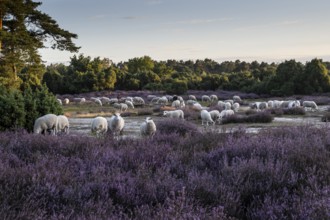 Bentheimer Landschafe (Ovis gmelini), Emsland, Lower Saxony, Germany