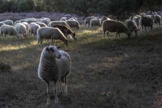 Bentheimer Landschafe (Ovis gmelini) and goats (Capra aegagrus f. hircus), Emsland, Lower Saxony,