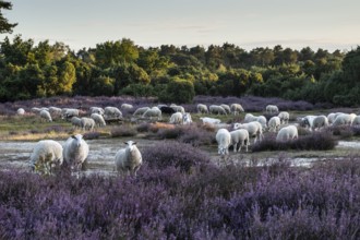 Bentheimer Landschafe (Ovis gmelini) and goats (Capra aegagrus f. hircus), Emsland, Lower Saxony,