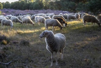 Bentheimer Landschafe (Ovis gmelini) and goats (Capra aegagrus f. hircus), Emsland, Lower Saxony,