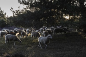Bentheimer Landschafe (Ovis gmelini), Emsland, Lower Saxony, Germany