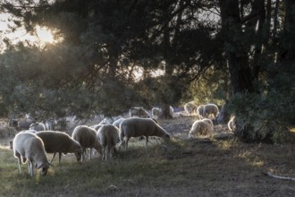 Bentheimer Landschafe (Ovis gmelini), Emsland, Lower Saxony, Germany