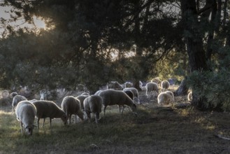 Bentheimer Landschafe (Ovis gmelini), Emsland, Lower Saxony, Germany