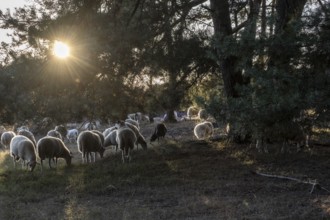 Bentheimer Landschafe (Ovis gmelini), Emsland, Lower Saxony, Germany