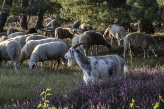 Bentheimer Landschafe (Ovis gmelini) and goats (Capra aegagrus f. hircus), Emsland, Lower Saxony,