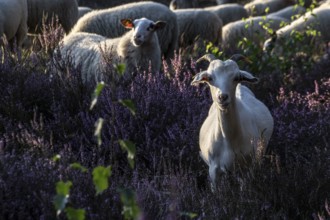 Bentheimer Landschafe (Ovis gmelini) and goats (Capra aegagrus f. hircus), Emsland, Lower Saxony,