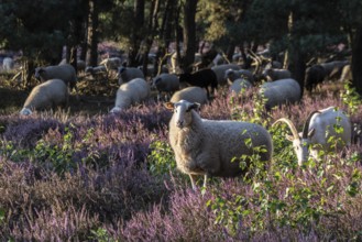 Bentheimer Landschafe (Ovis gmelini) and goats (Capra aegagrus f. hircus), Emsland, Lower Saxony,
