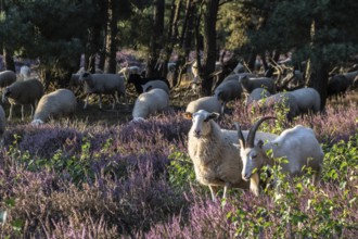 Bentheimer Landschafe (Ovis gmelini) and goats (Capra aegagrus f. hircus), Emsland, Lower Saxony,