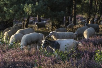 Bentheimer Landschafe (Ovis gmelini) and goats (Capra aegagrus f. hircus), Emsland, Lower Saxony,
