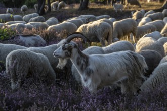 Bentheimer Landschafe (Ovis gmelini) and goats (Capra aegagrus f. hircus), Emsland, Lower Saxony,