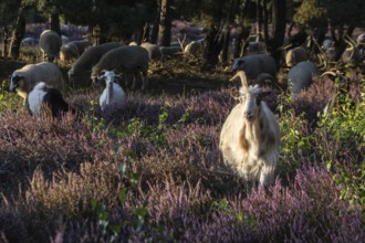 Bentheimer Landschafe (Ovis gmelini) and goats (Capra aegagrus f. hircus), Emsland, Lower Saxony,