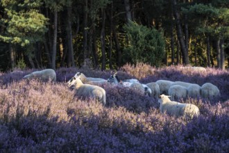 Bentheimer Landschafe (Ovis gmelini), Emsland, Lower Saxony, Germany