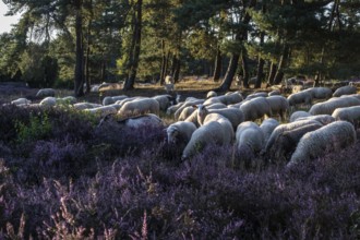 Bentheimer Landschafe (Ovis gmelini) and goats (Capra aegagrus f. hircus), Emsland, Lower Saxony,