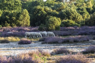 Bentheimer Landschafe (Ovis gmelini), Emsland, Lower Saxony, Germany