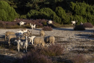 Bentheimer Landschafe (Ovis gmelini) and goats (Capra aegagrus f. hircus), Emsland, Lower Saxony,
