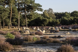 Bentheimer Landschafe (Ovis gmelini) and goats (Capra aegagrus f. hircus), Emsland, Lower Saxony,