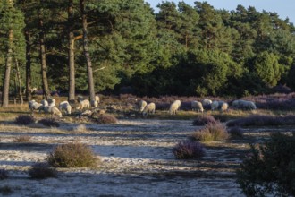 Bentheimer Landschafe (Ovis gmelini), Emsland, Lower Saxony, Germany