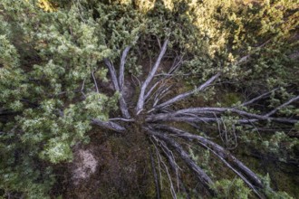 Juniper (Juniperus communis), Emsland, Lower Saxony, Germany