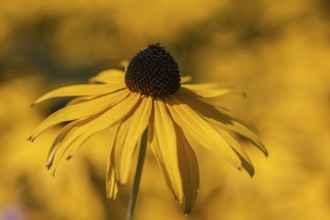 Coneflower (Rudbeckia fulgida), Lower Saxony, Germany
