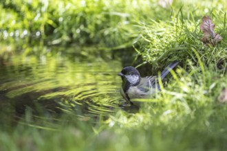 Great tit (Parus major), at the bird bath, Emsland, Lower Saxony, Germany