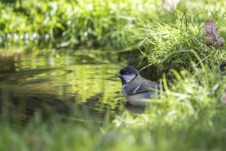 Great tit (Parus major), at the bird bath, Emsland, Lower Saxony, Germany
