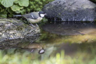 Great tit (Parus major), at the bird bath, Emsland, Lower Saxony, Germany