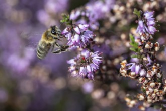 Honey bee (Apis mellifera) on heather (Calluna vulgaris), Emsland, Lower Saxony, Germany