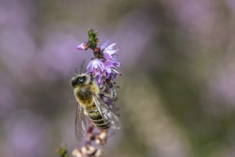 Honey bee (Apis mellifera) on heather (Calluna vulgaris), Emsland, Lower Saxony, Germany