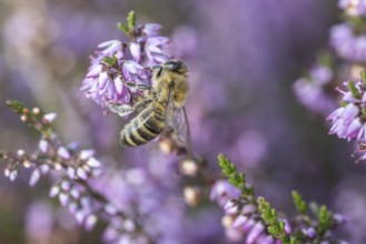 Honey bee (Apis mellifera) on heather (Calluna vulgaris), Emsland, Lower Saxony, Germany