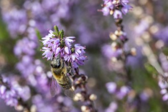 Honey bee (Apis mellifera) on heather (Calluna vulgaris), Emsland, Lower Saxony, Germany