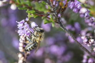 Honey bee (Apis mellifera) on heather (Calluna vulgaris), Emsland, Lower Saxony, Germany