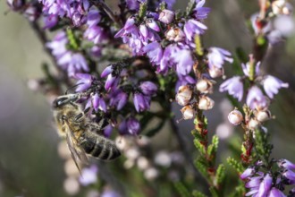 Honey bee (Apis mellifera) on heather (Calluna vulgaris), Emsland, Lower Saxony, Germany