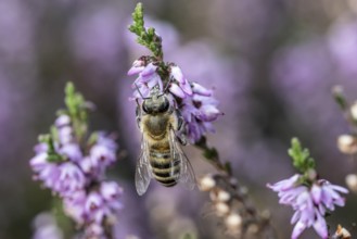 Honey bee (Apis mellifera) on heather (Calluna vulgaris), Emsland, Lower Saxony, Germany