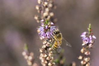 Honey bee (Apis mellifera) on heather (Calluna vulgaris), Emsland, Lower Saxony, Germany