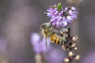 Honey bee (Apis mellifera) on heather (Calluna vulgaris), Emsland, Lower Saxony, Germany
