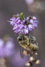 Honey bee (Apis mellifera) on heather (Calluna vulgaris), Emsland, Lower Saxony, Germany
