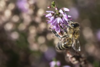 Honey bee (Apis mellifera) on heather (Calluna vulgaris), Emsland, Lower Saxony, Germany