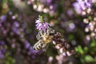 Honey bee (Apis mellifera) on heather (Calluna vulgaris), Emsland, Lower Saxony, Germany