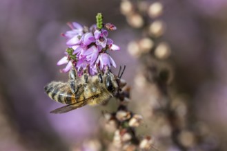Honey bee (Apis mellifera) on heather (Calluna vulgaris), Emsland, Lower Saxony, Germany
